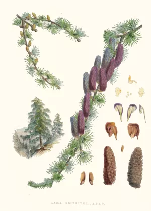 Larix Griffithii, H.f. and T. by Walter Fitch Hood Oil Painting