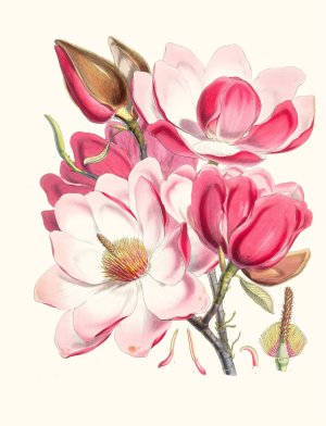 Magnolia Campbellii, H.f. et T. by Walter Fitch Hood Oil Painting