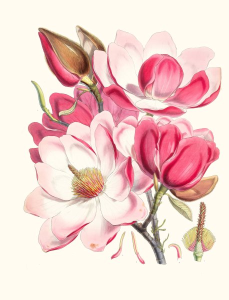 Main Product Photo of Magnolia Campbellii, H.f. et T.  Painting by Walter Fitch Hood