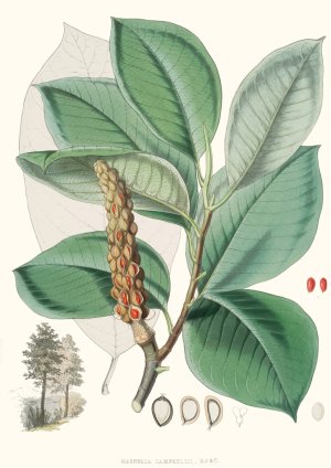 Magnolia Campbellii, H.f. et T. Oil painting by Walter Fitch Hood