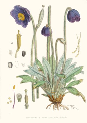 Meconopsis Simplicifolia, H. f. et T. by Walter Fitch Hood Oil Painting