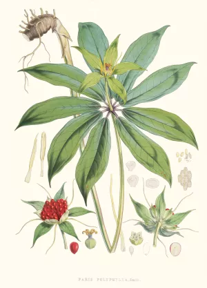 Paris Polyphylla, Smit. by Walter Fitch Hood Oil Painting