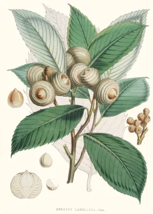 Quercus Lamellosa, Ham. by Walter Fitch Hood Oil Painting