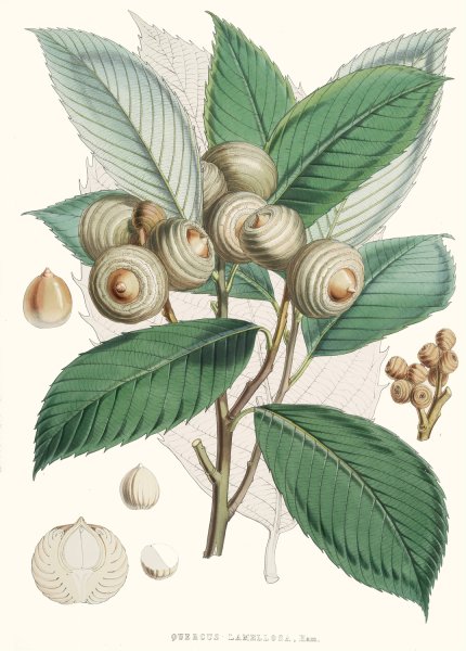 Quercus Lamellosa, Ham.  by Walter Fitch Hood - Hand-Painted Oil Painting Reproduction