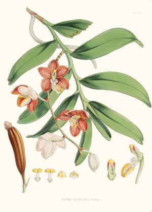 Vanda Cathcarti, Lindley Oil painting by Walter Fitch Hood