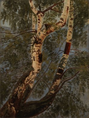 Birch Trunks, Rehearsal by Werner Holmberg Oil Painting