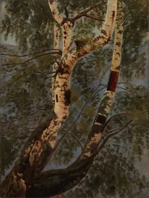 Birch Trunks, Rehearsal by Werner Holmberg Oil Painting