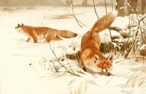 Common fox by Wilhelm Kuhnert Oil Painting