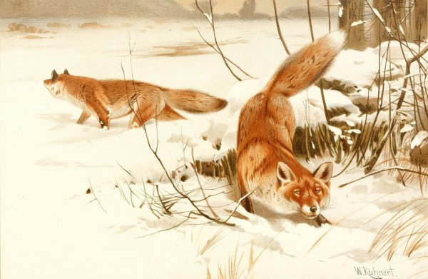 Main Product Photo of Common fox  Painting by Wilhelm Kuhnert