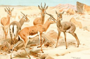 Dorcas Gazelle by Wilhelm Kuhnert Oil Painting