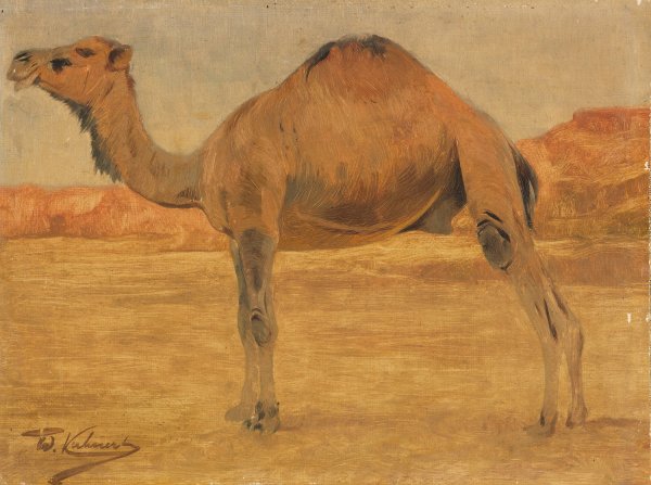 Main Product Photo of Dromedar  Painting by Wilhelm Kuhnert