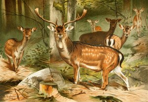 Fallow Deer by Wilhelm Kuhnert Oil Painting
