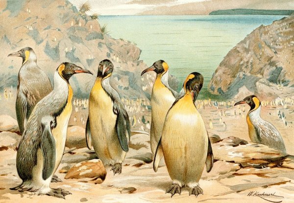 Main Product Photo of Giant Penguins  Painting by Wilhelm Kuhnert