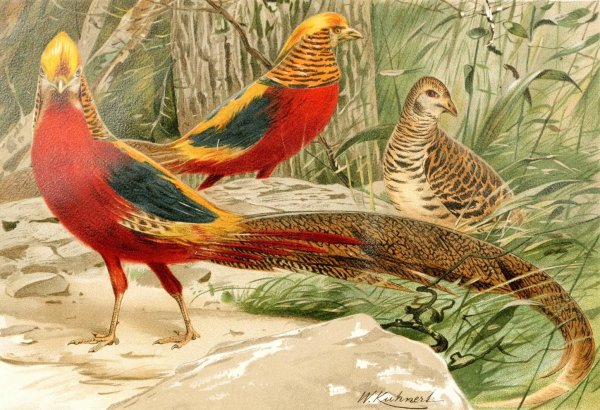 Main Product Photo of Golden Pheasants  Painting by Wilhelm Kuhnert