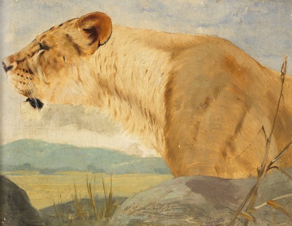 Main Product Photo of Head of a Lioness  Painting by Wilhelm Kuhnert