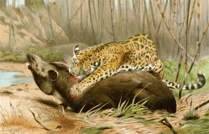 Jaguar killing Tapir by Wilhelm Kuhnert Oil Painting