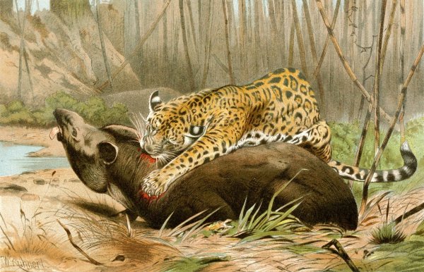 Main Product Photo of Jaguar killing Tapir  Painting by Wilhelm Kuhnert