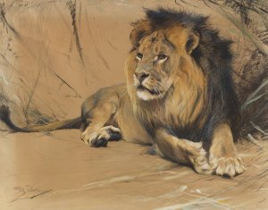 Liegender Lowe by Wilhelm Kuhnert Oil Painting