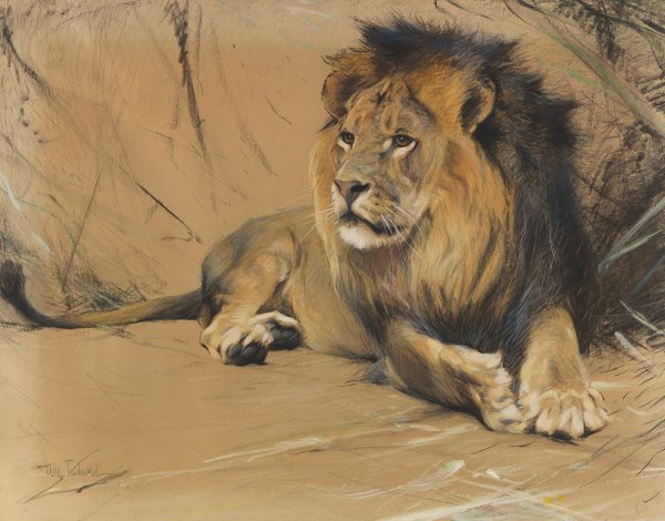 Main Product Photo of Liegender Lowe  Painting by Wilhelm Kuhnert