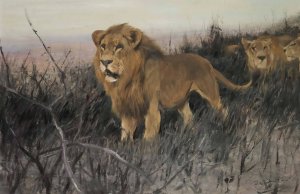 Lowen In Verbrannter Steppe by Wilhelm Kuhnert Oil Painting