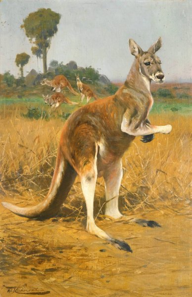 Red Kangaroos In The Outback by Wilhelm Kuhnert - Hand-Painted Oil Painting Reproduction