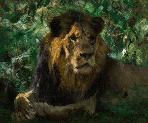 Resting Lion by Wilhelm Kuhnert Oil Painting