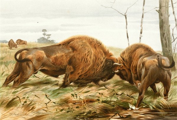 Main Product Photo of The European Bison  Painting by Wilhelm Kuhnert