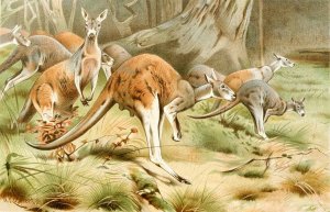 The Red Kangaroo by Wilhelm Kuhnert Oil Painting