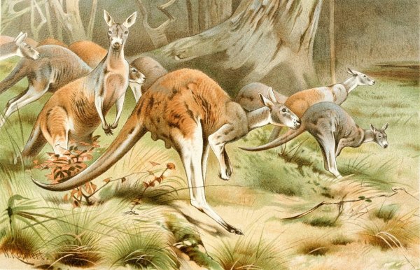 Main Product Photo of The Red Kangaroo  Painting by Wilhelm Kuhnert