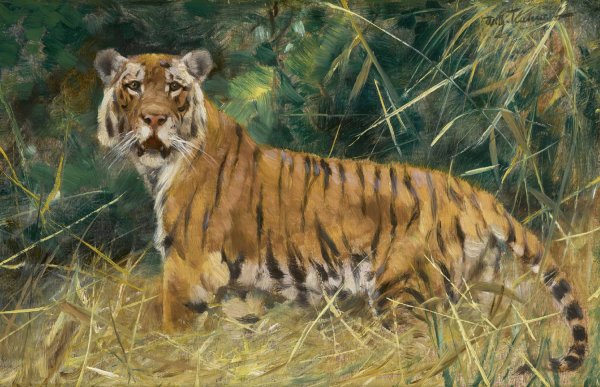 Main Product Photo of Tiger on the Alert Painting by Wilhelm Kuhnert