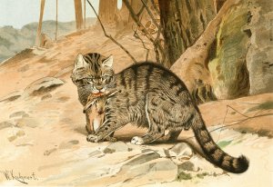 Wild Cat by Wilhelm Kuhnert Oil Painting