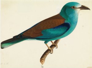 The European Roller by Wilhelm Von Wright Oil Painting