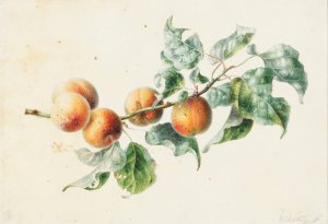 Apricots on a branch signed by Willem Hekking Oil Painting