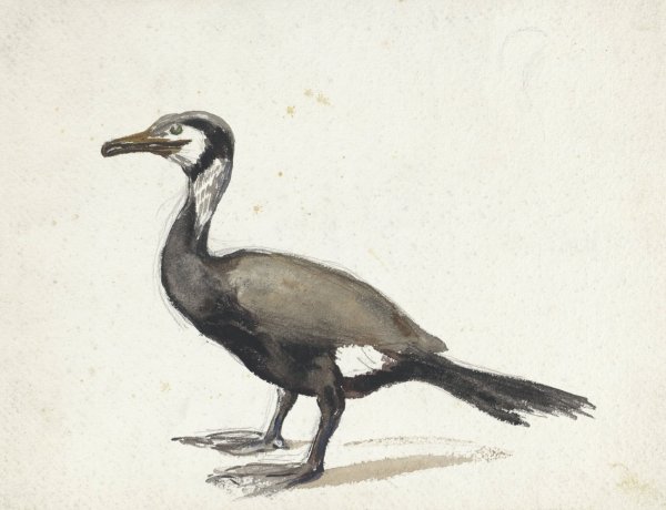 Main Product Photo of Aalscholver  Painting by Willem Roelofs