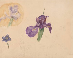 Studies van een iris en ridderspoor by Willem Van Konijnenburg Oil Painting