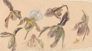 Zeven studies van orchideeen by Willem Van Konijnenburg Oil Painting