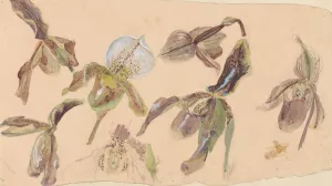 Zeven studies van orchideeen by Willem Van Konijnenburg Oil Painting