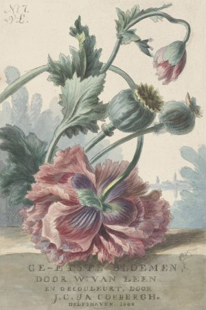 Klaprozen by Willem Van Leen Oil Painting