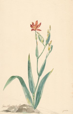 Luipaardbloem in een landschap by Willem Van Leen Oil Painting