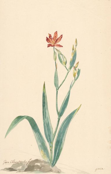 Main Product Photo of Luipaardbloem in een landschap  Painting by Willem Van Leen