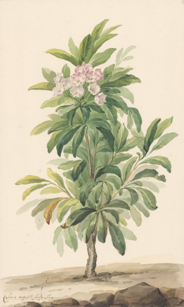 Main Product Photo of Smalbladige lepelboom in landschap  Painting by Willem Van Leen