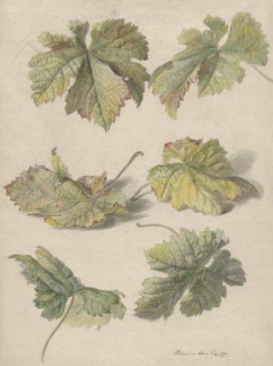 Studies van wingerdbladen by Willem Van Leen Oil Painting