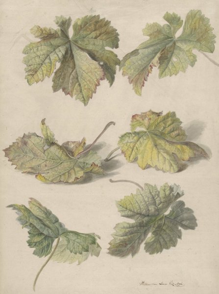 Main Product Photo of Studies van wingerdbladen  Painting by Willem Van Leen
