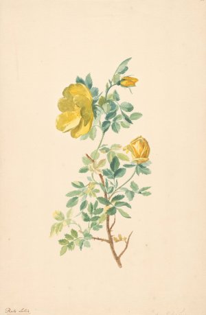 Tak van een gele roos by Willem Van Leen Oil Painting