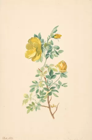 Tak van een gele roos Oil painting by Willem Van Leen