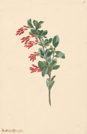 Tak van een zuurbes by Willem Van Leen Oil Painting