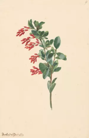 Tak van een zuurbes by Willem Van Leen Oil Painting