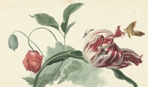 Tulip and a Poppy by Willem Van Leen Oil Painting
