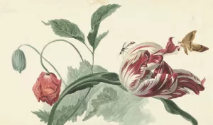 Tulip and a Poppy by Willem Van Leen Oil Painting