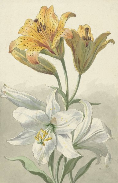 Main Product Photo of Yellow and White Lilies  Painting by Willem Van Leen